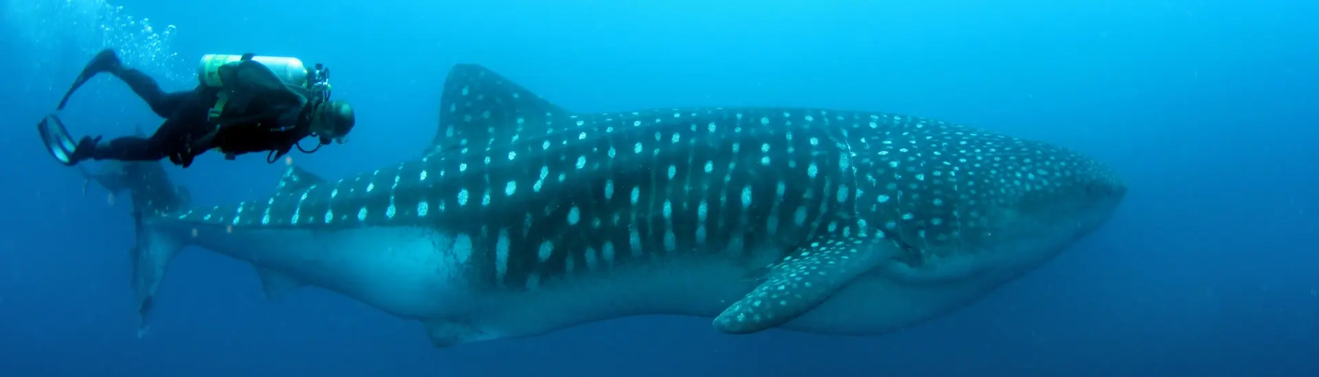 Whale shark & diver in the Galapagos Island