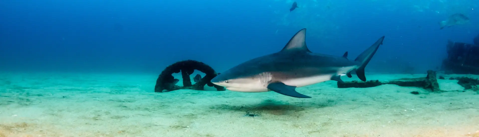 Bull shark in Mexico