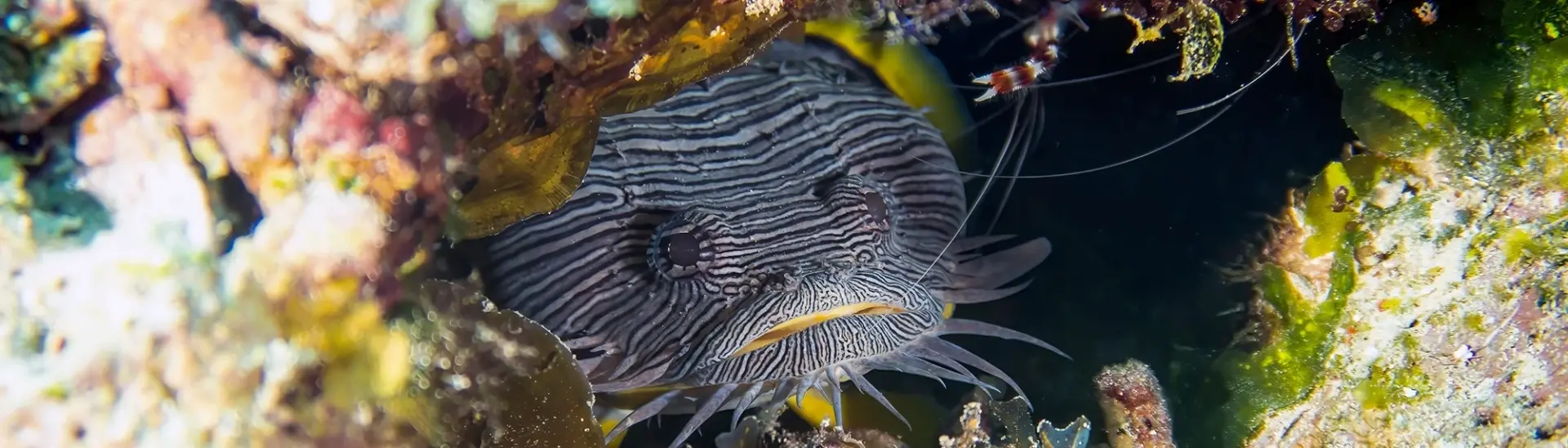 Splendid toad fish in Cozumel, Mexico