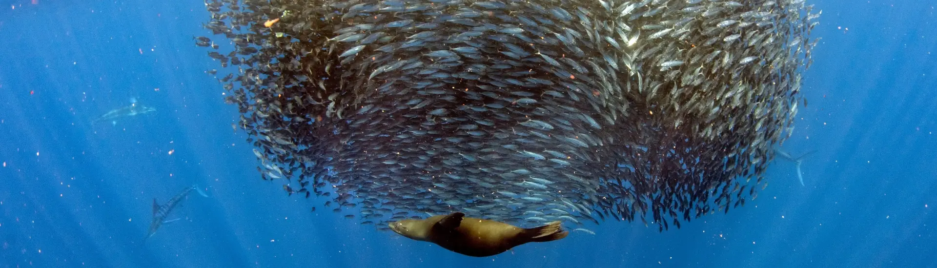 Striped marlin, sea lions & sardines in the Magdalena Bay Sardine Run in Mexico