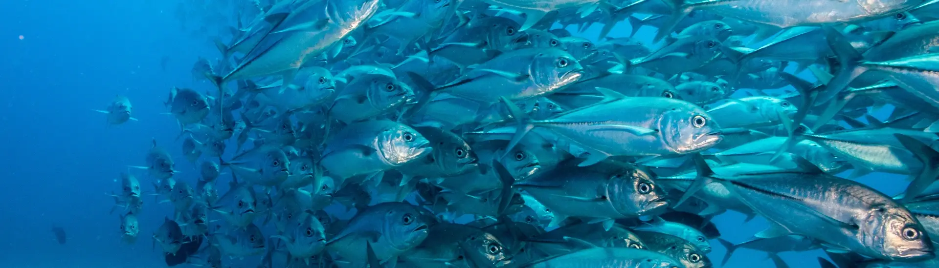 School of big-eye trevally jack in the Sea of Cortez, Mexico