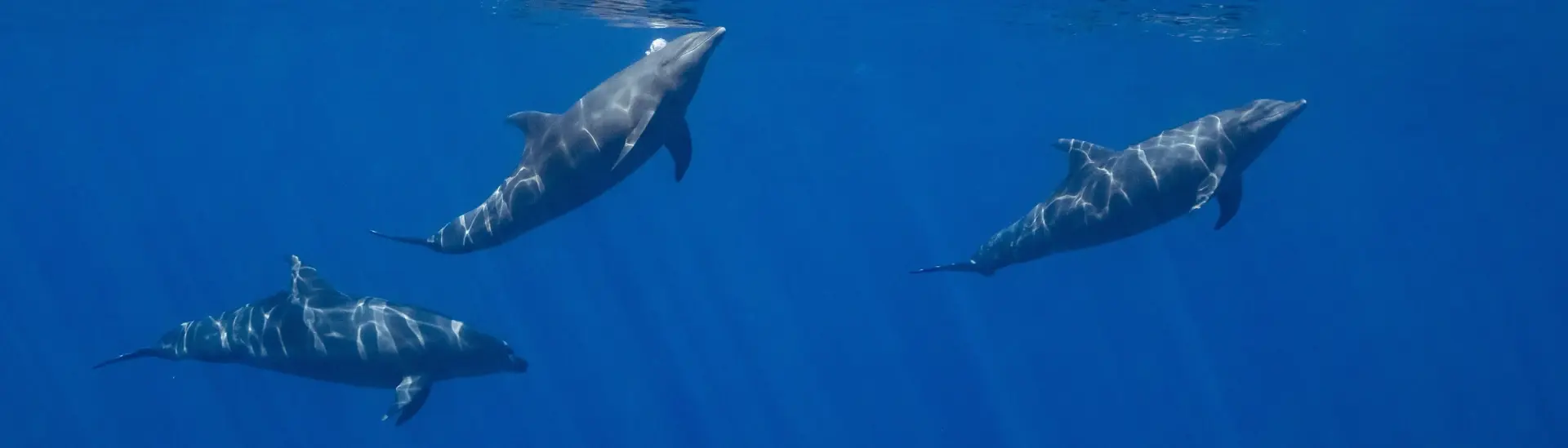 Dolphins in Socorro Island, Mexico