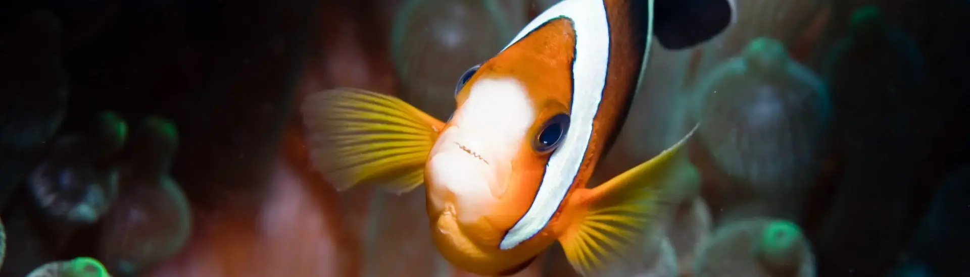 Clown fish on anemone coral reef
