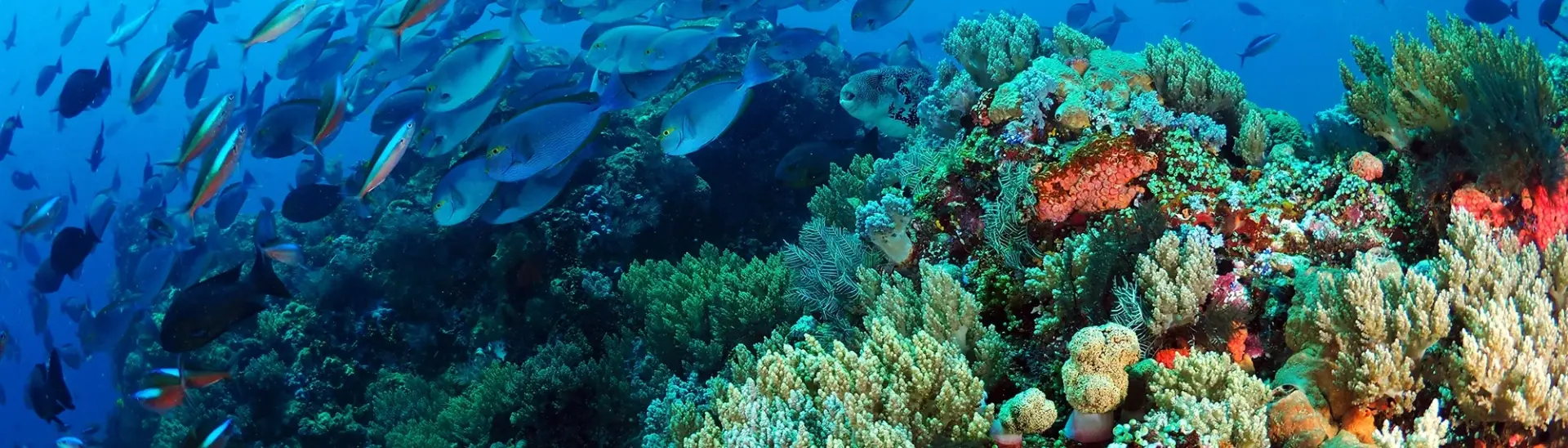 Busy coral reef in Komodo National Park, Indonesia