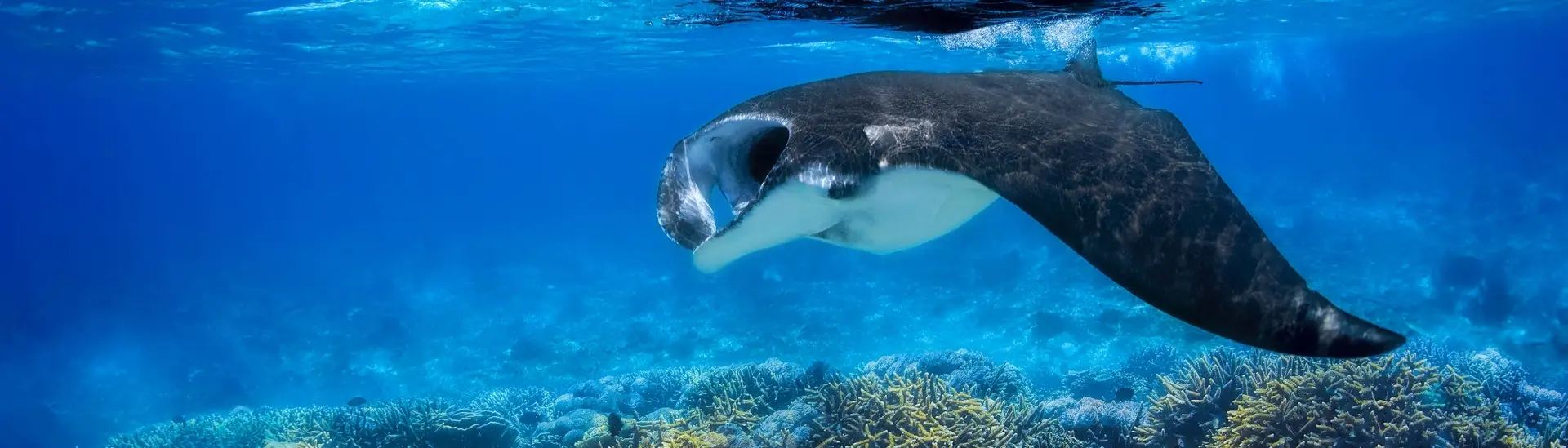 Manta ray in Komodo National Park, Indonesia
