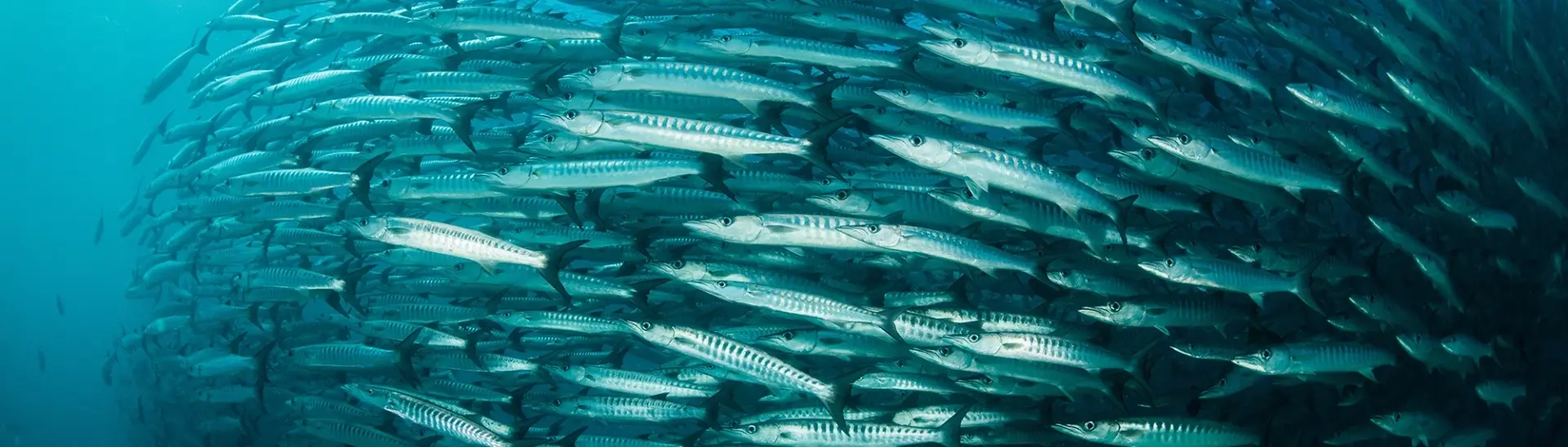 Black-fin barracuda in Maratua Atoll, Indonesia