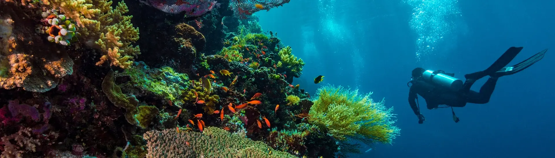 Coral reef & diver in Maratua, Indonesia
