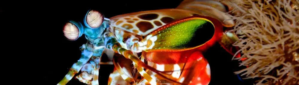 Mantis shrimp in Siladen, Indonesia