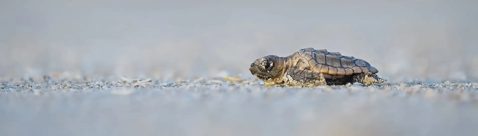 Green sea turtle hatchling on the beach in Indonesia