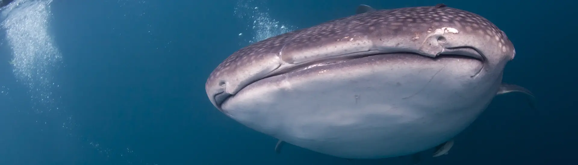 Whale shark & snorkellers in Indonesia