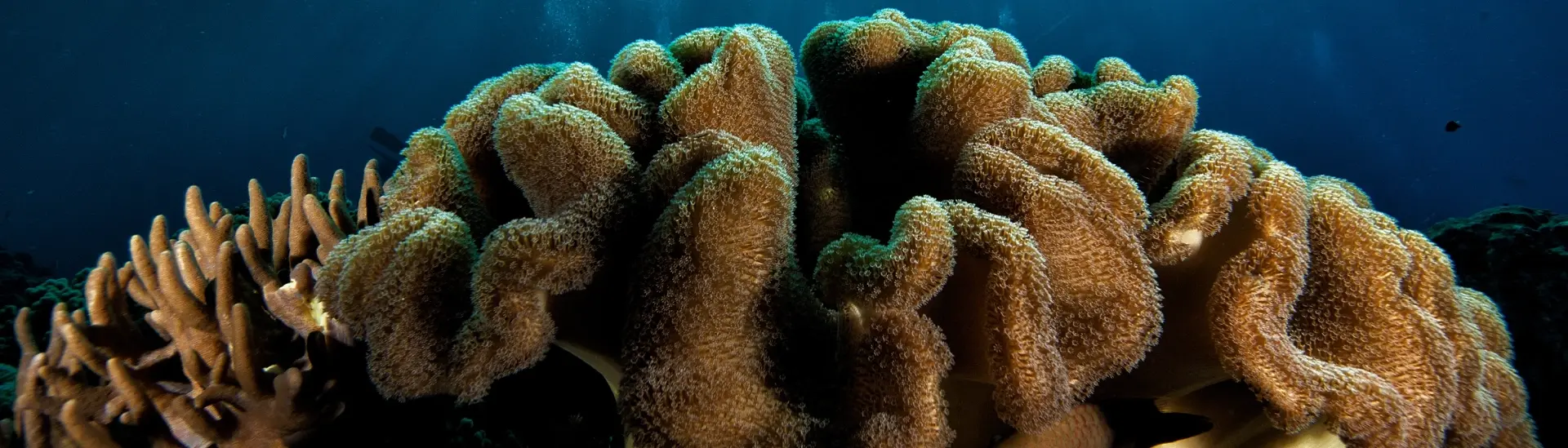 Coral reef in Layang Layang, Malaysia