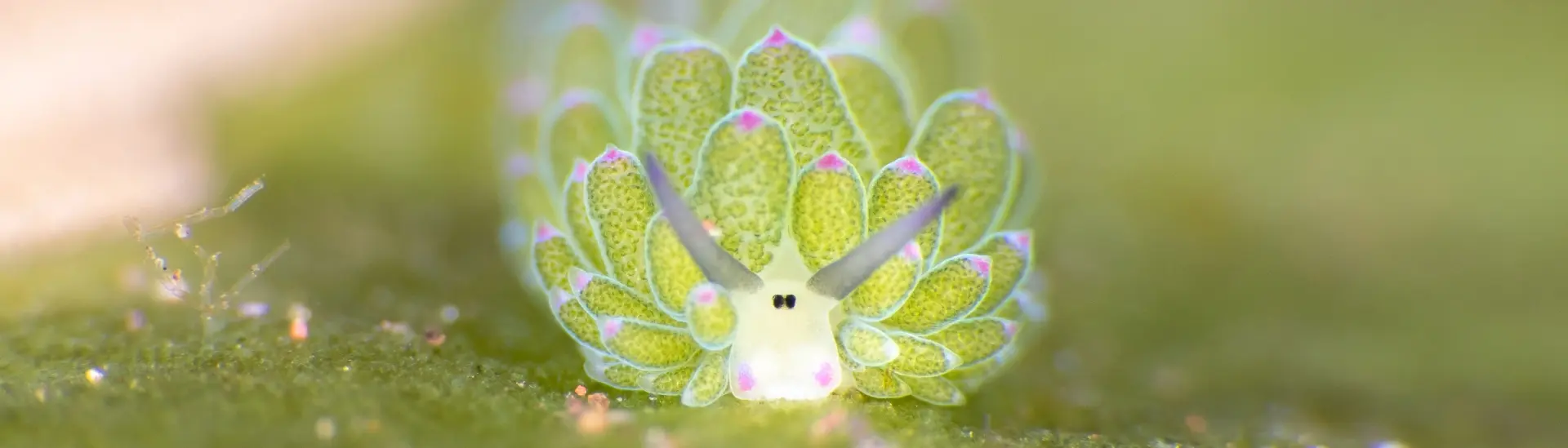 Costasiella nudibranch in Anilao, the Philippines