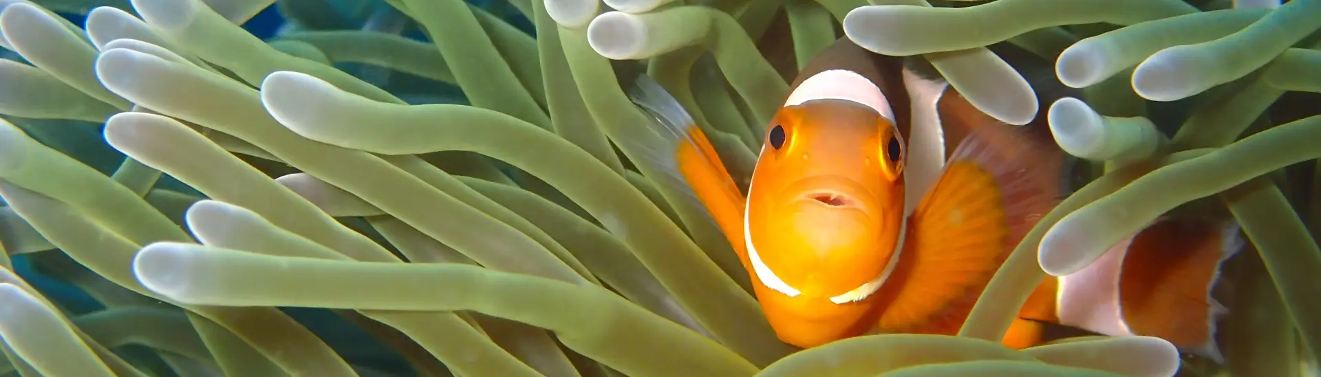 Anemonefish in Dumaguete, the Philippines