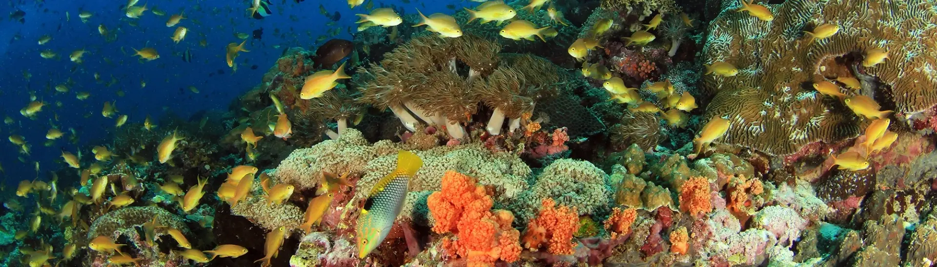 Coral reef & fish shoal in Moalboal, the Philippines