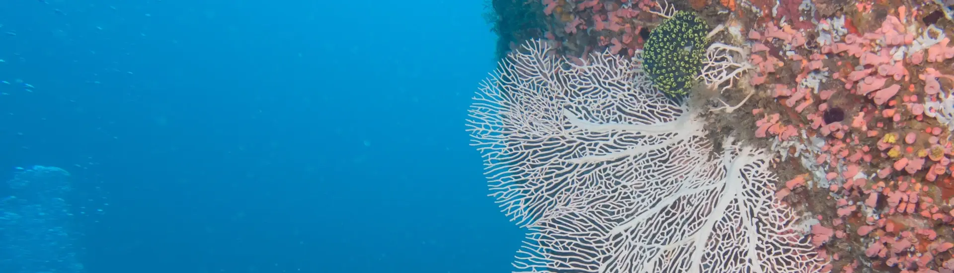 Gorgonian sea fan in Puerto Galera, the Philippines