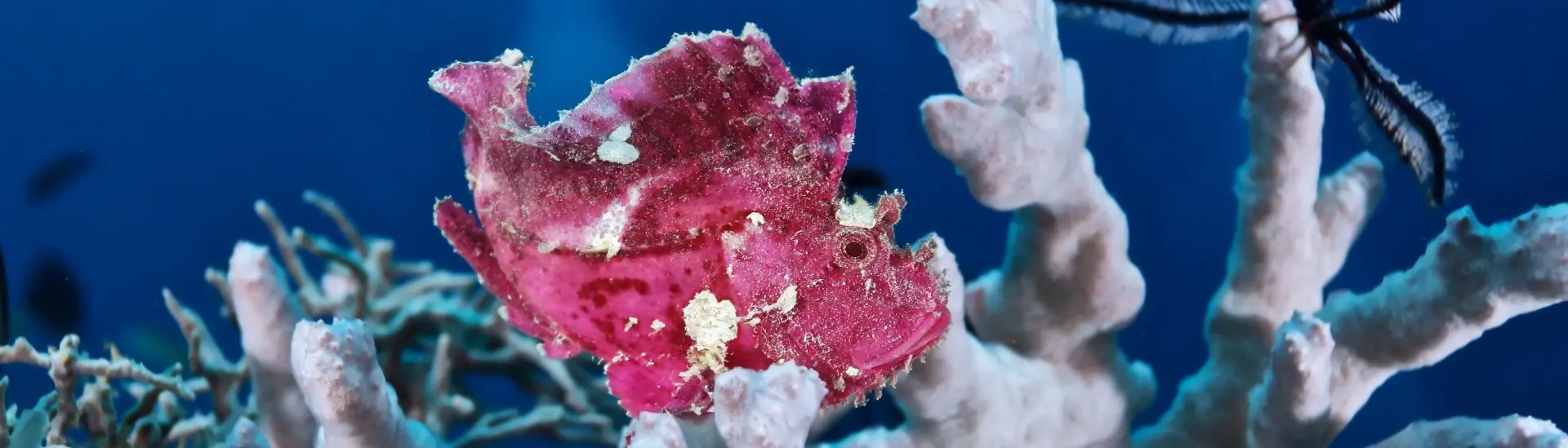 Red leaf fish in Sipalay, the Philippines