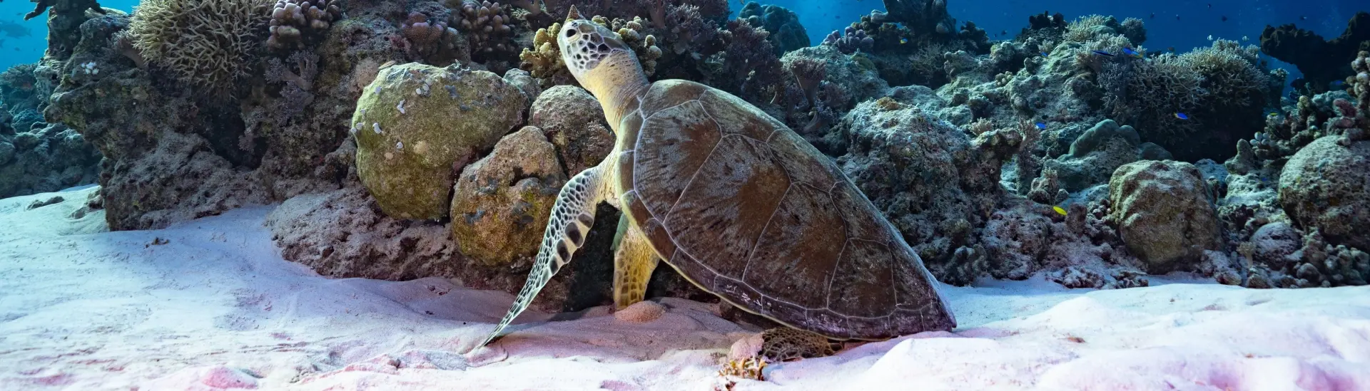 Green sea turtle in Tubbataha Reef, the Philippines