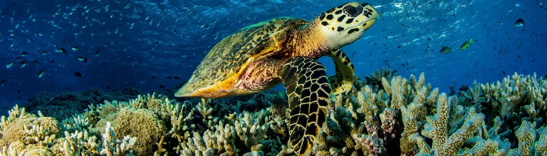 Sea turtle in Tubbataha Reef, the Philippines