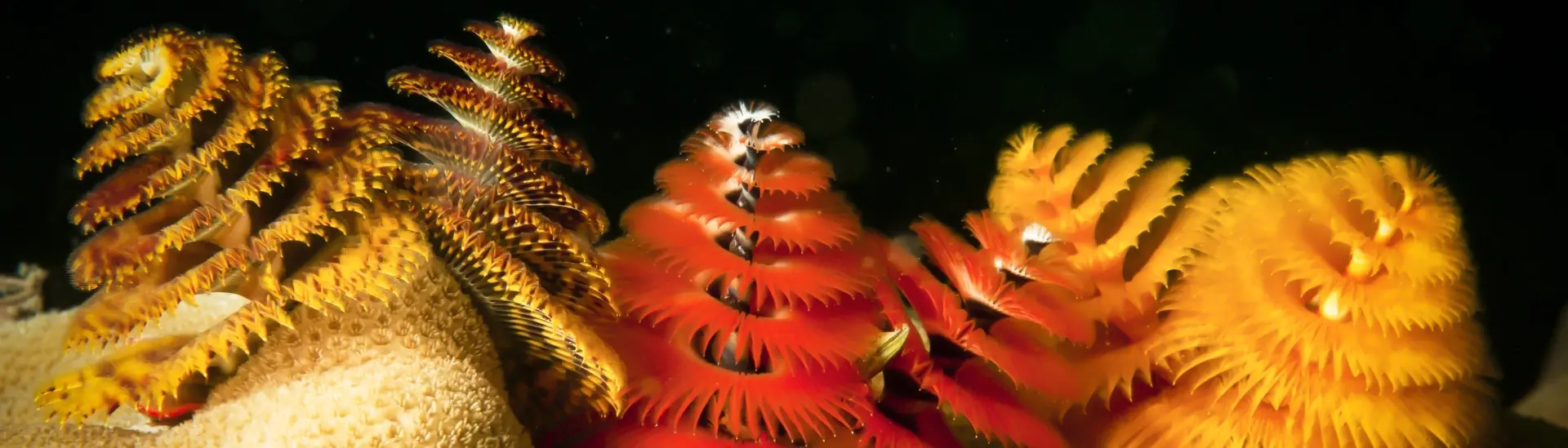 Christmas tree worms in Thailand