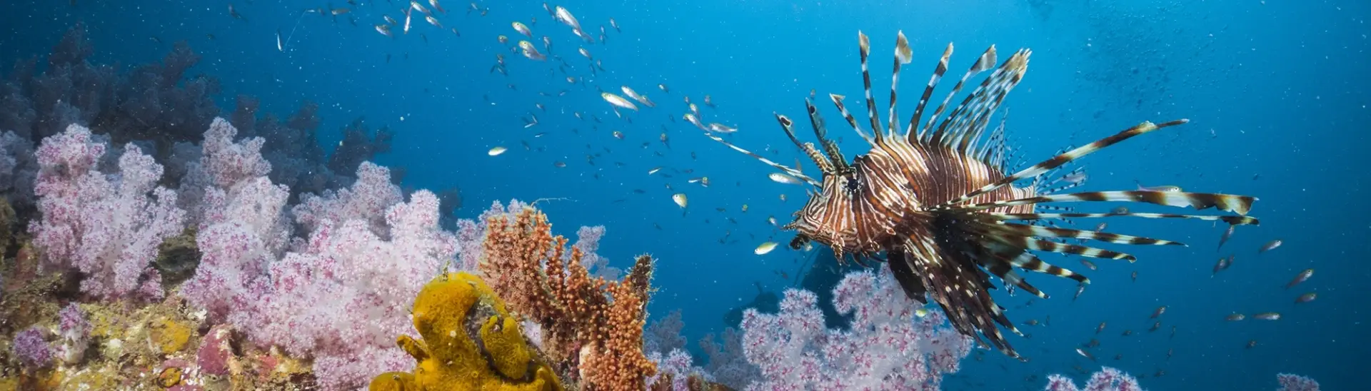 Lion fish & coral reef in Phuket, Thailand