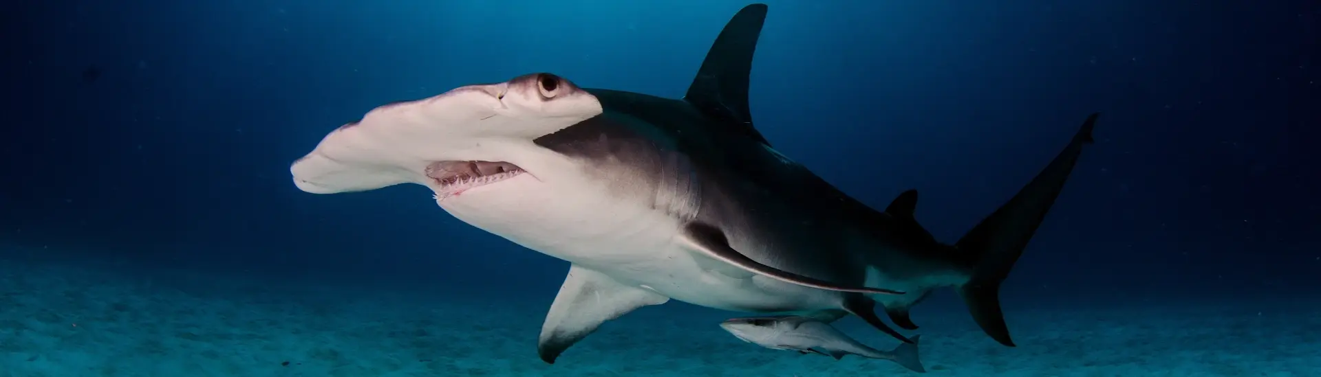Great hammerhead shark in Bimini, the Bahamas