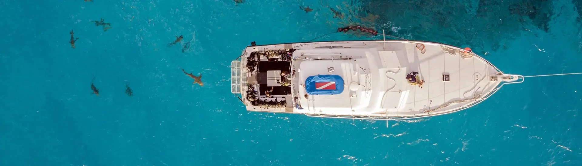 Aerial of a boat & sharks swimming in the Bahamas