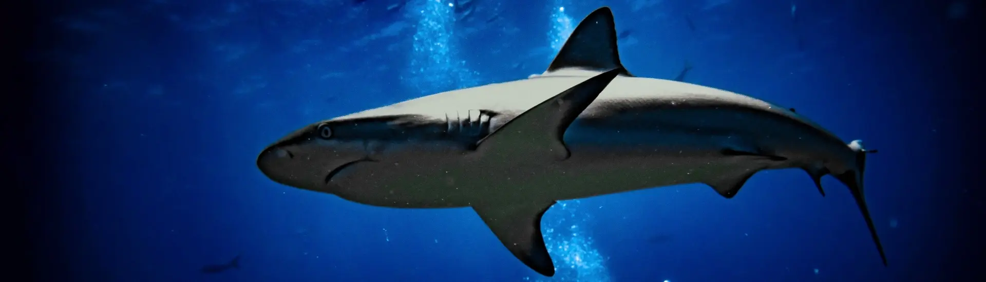 Caribbean reef shark in the Exumas, Bahamas