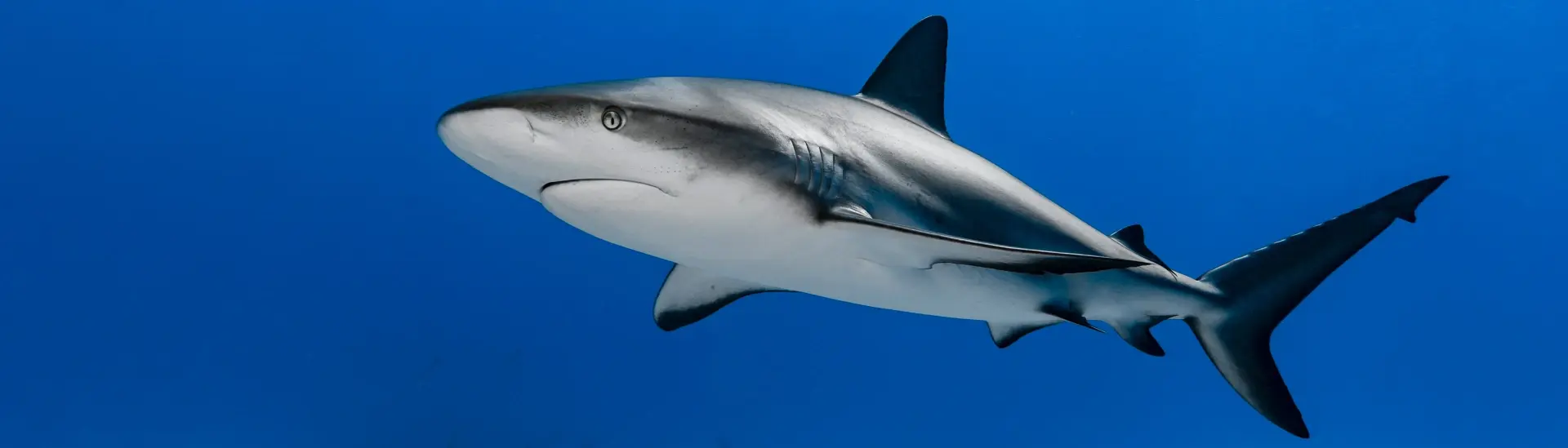 Caribbean reef shark in Grand Bahama, the Bahamas