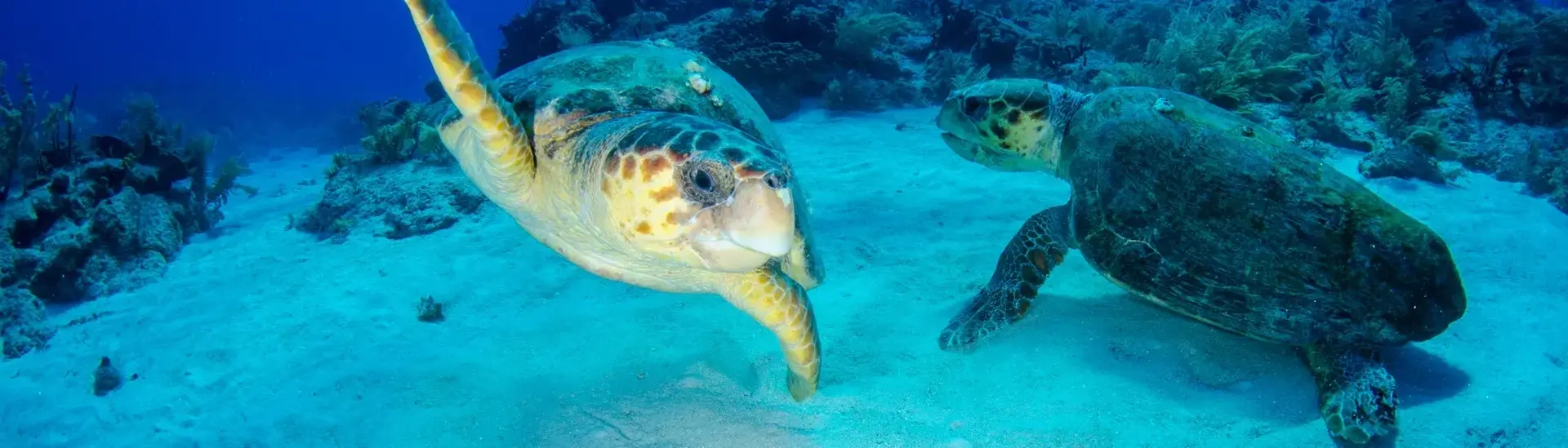 Turtle at Tiger Beach in the Bahamas