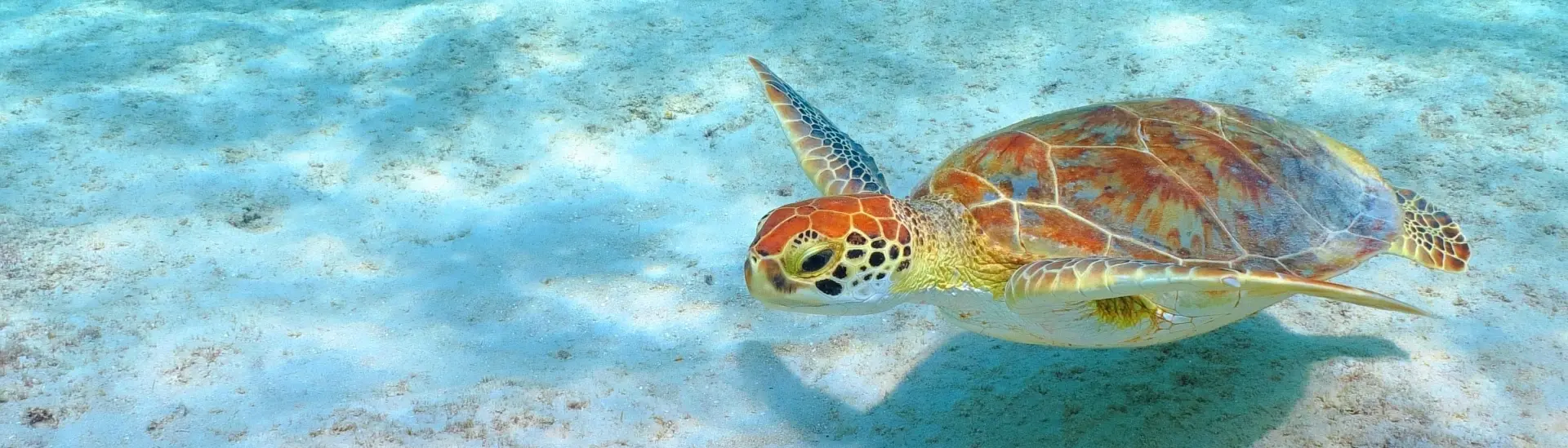 Green turtle in Bonaire, the Caribbean