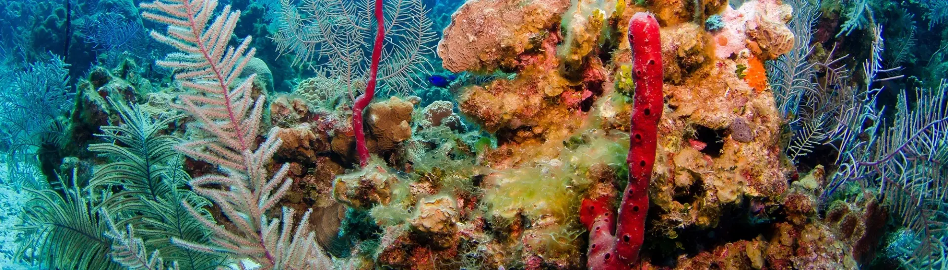 Coral reef scene in the Cayman Islands, the Caribbean