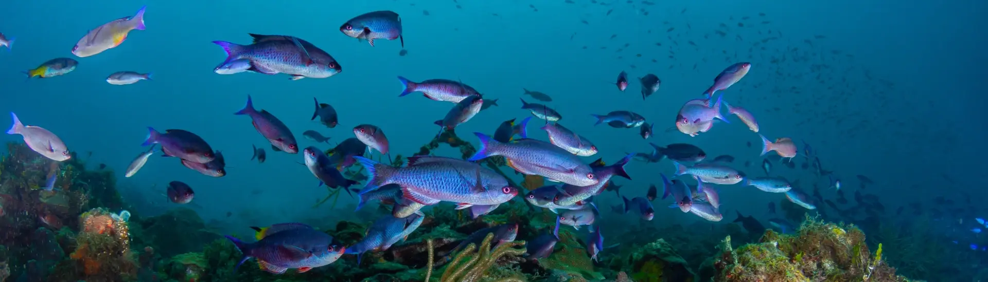 Creole wrasse & coral reef in Grenada