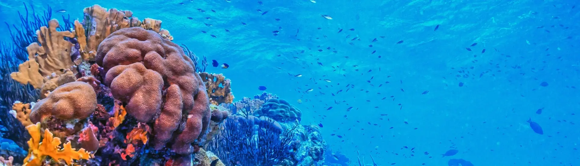 Shallow coral reef in the Caribbean