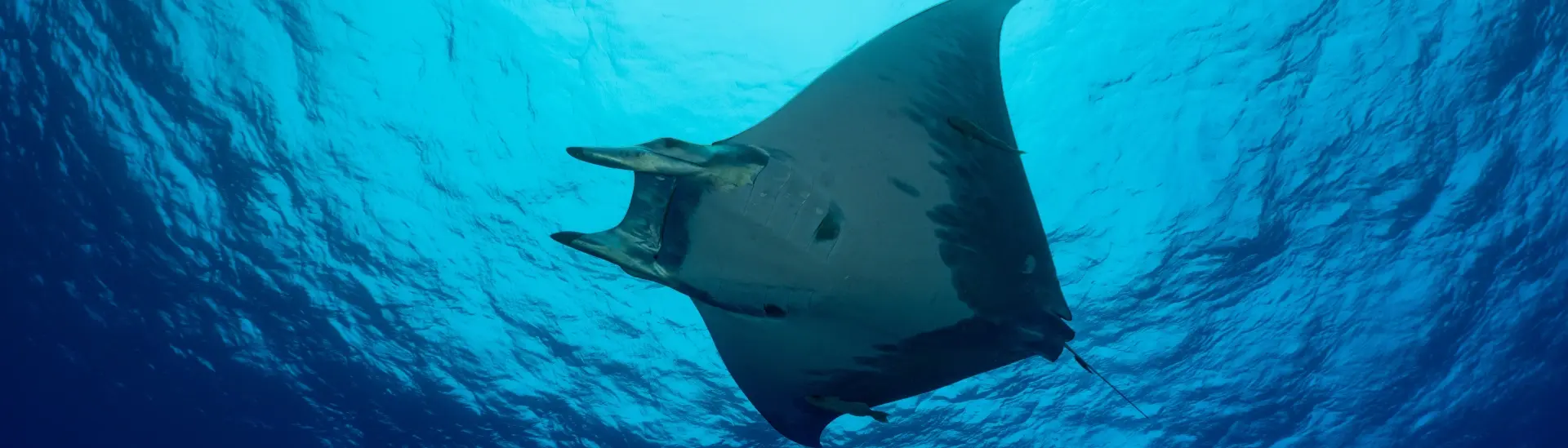 Devil ray in Ambrosio, the Azores
