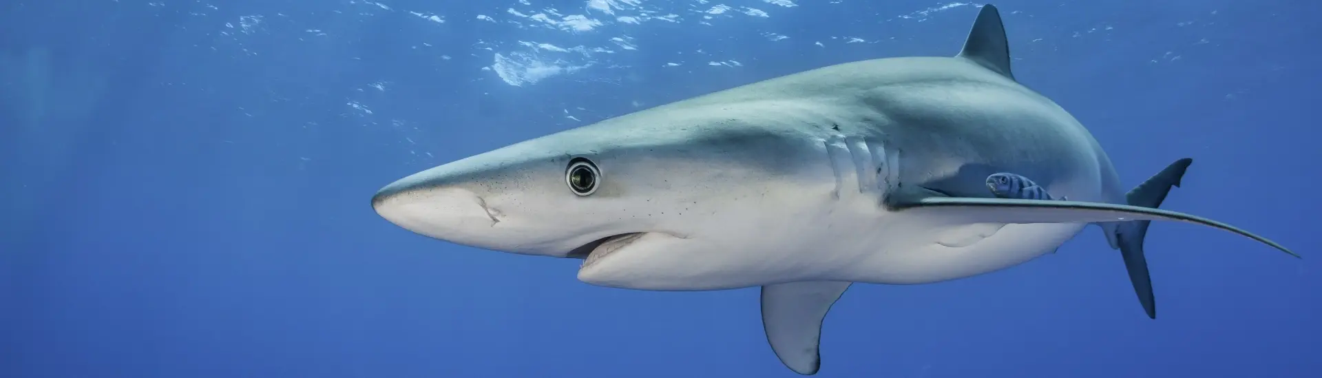 Blue shark in the Azores