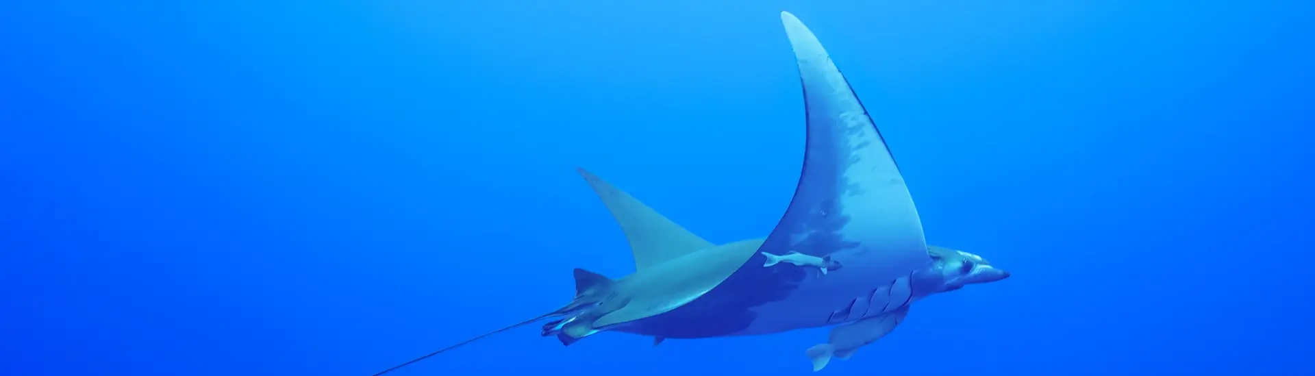 Devil ray in the Azores