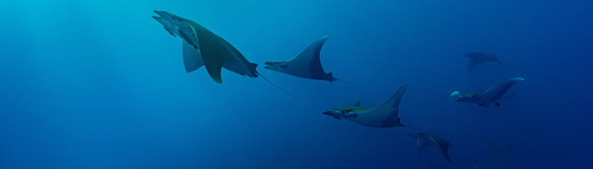Mobula ray in the Azores