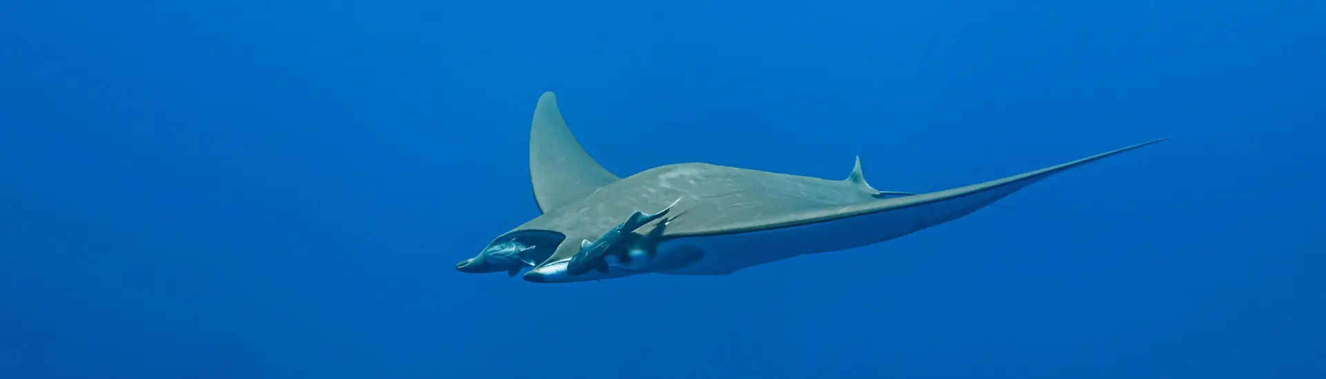 Mobula rays at Princess Alice sea mount dive site in Pico, the Azores