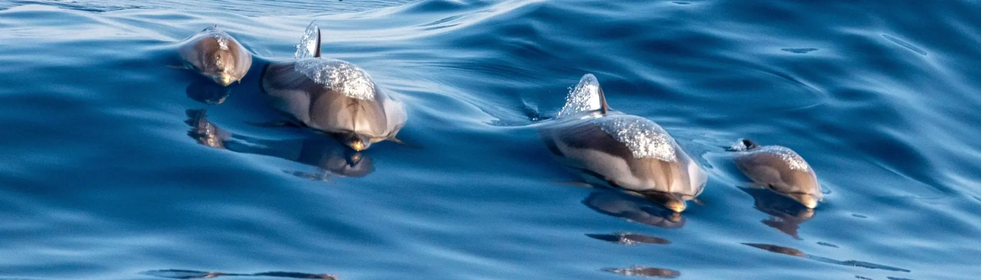 Striped dolphins in Sao Miguel, the Azores