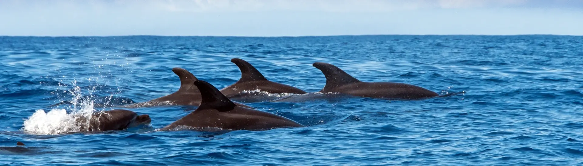 Bottlenose dolphins in Madeira