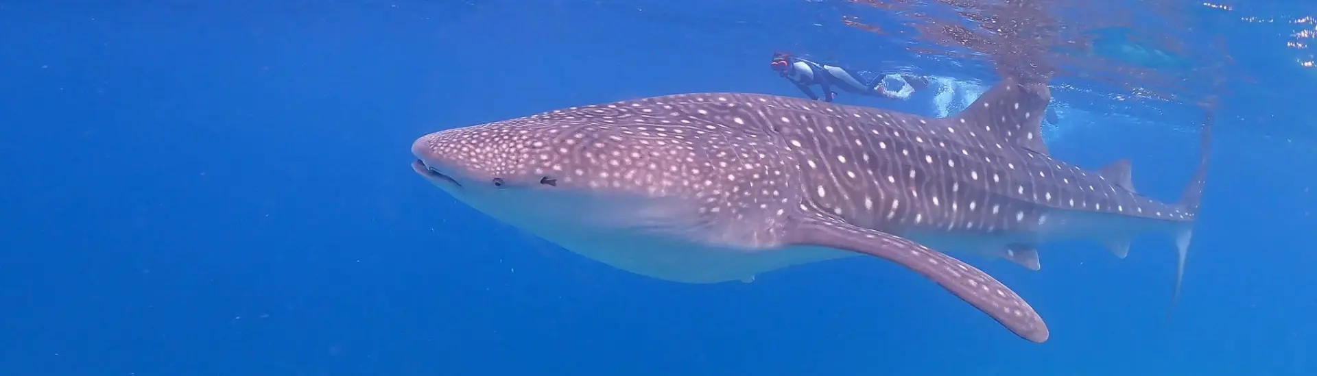 Whale shark & snorkeller at Dhigurah island in the Maldives