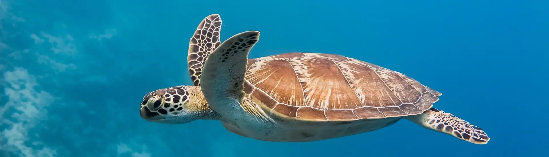 Green turtle in the Maldives
