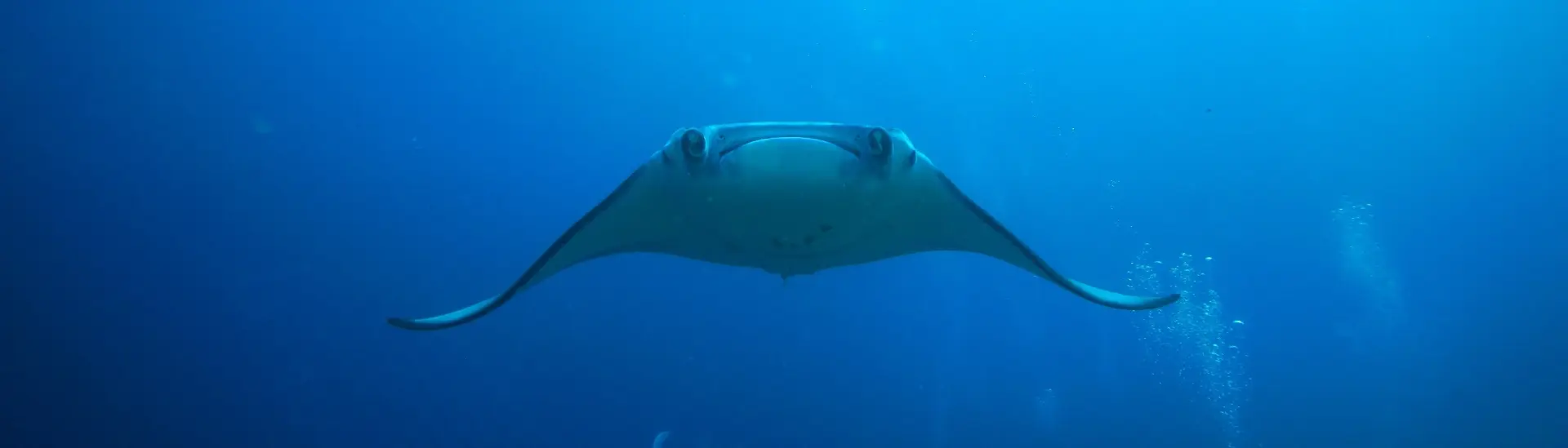 Manta ray in the Maldives