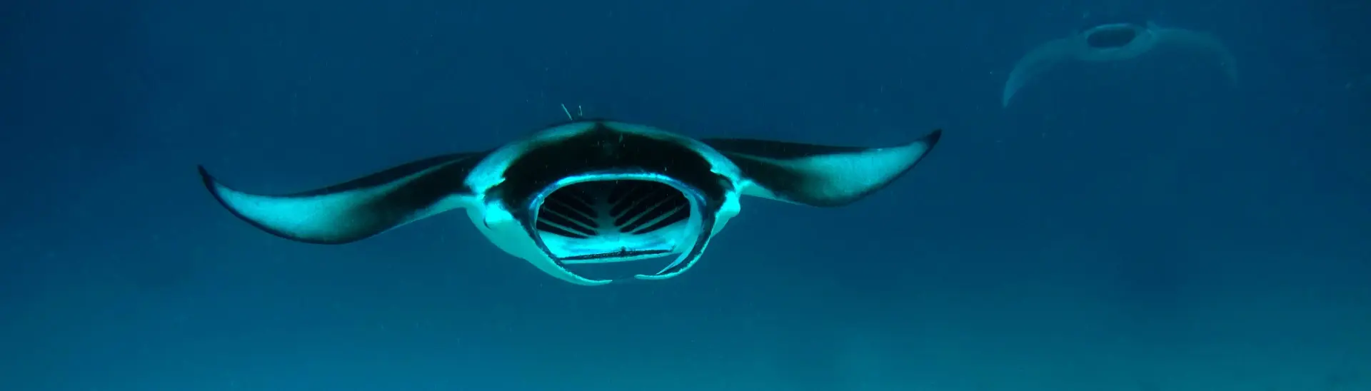 Manta ray in the Maldives