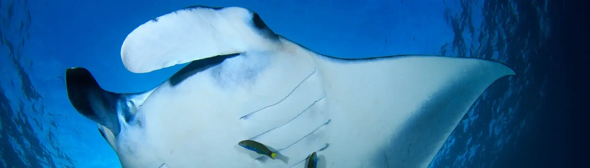 Manta ray in the Maldives