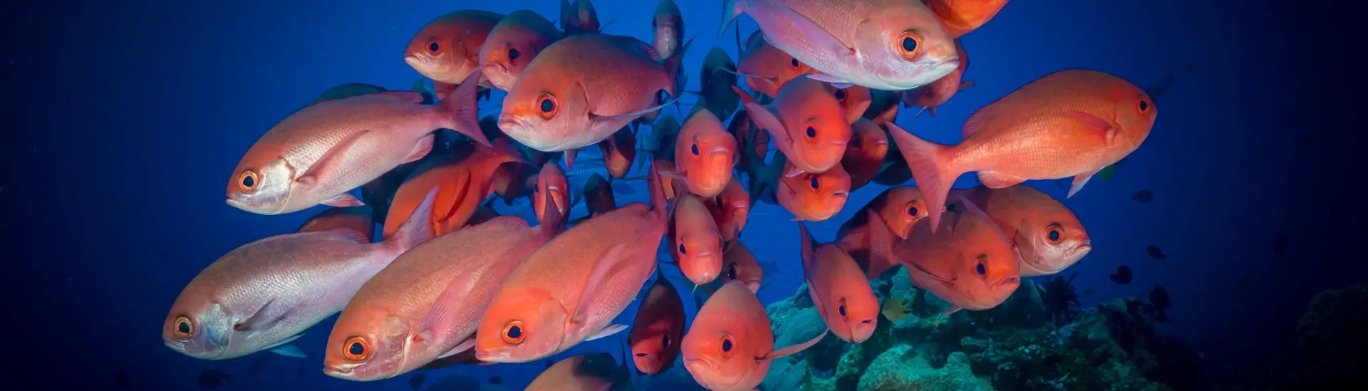 Schooling red snapper in the Maldives