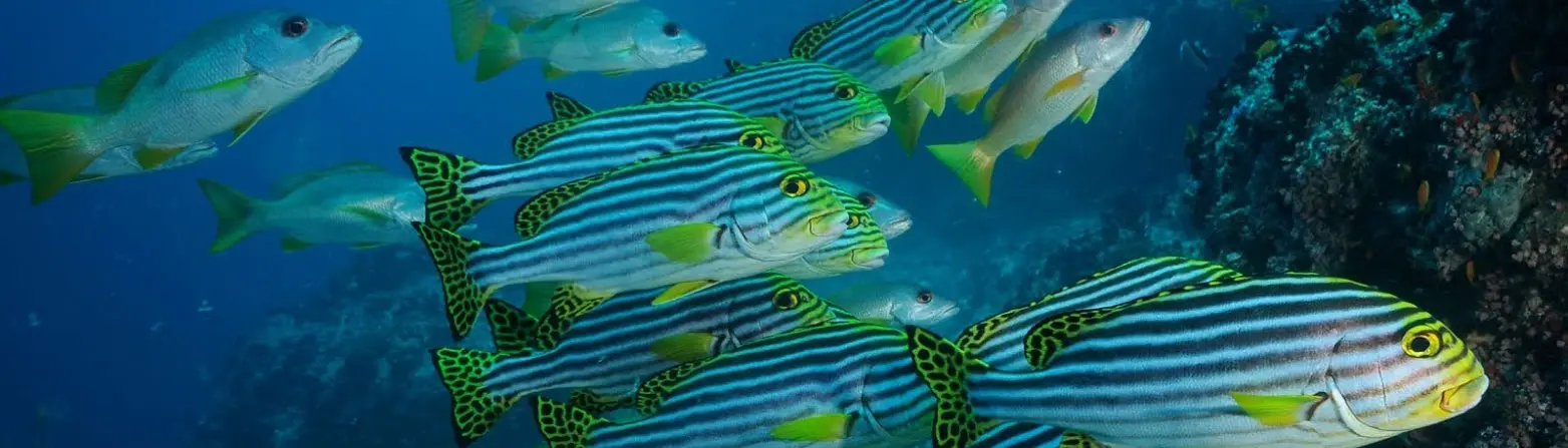 Shoal of fish in the Maldives