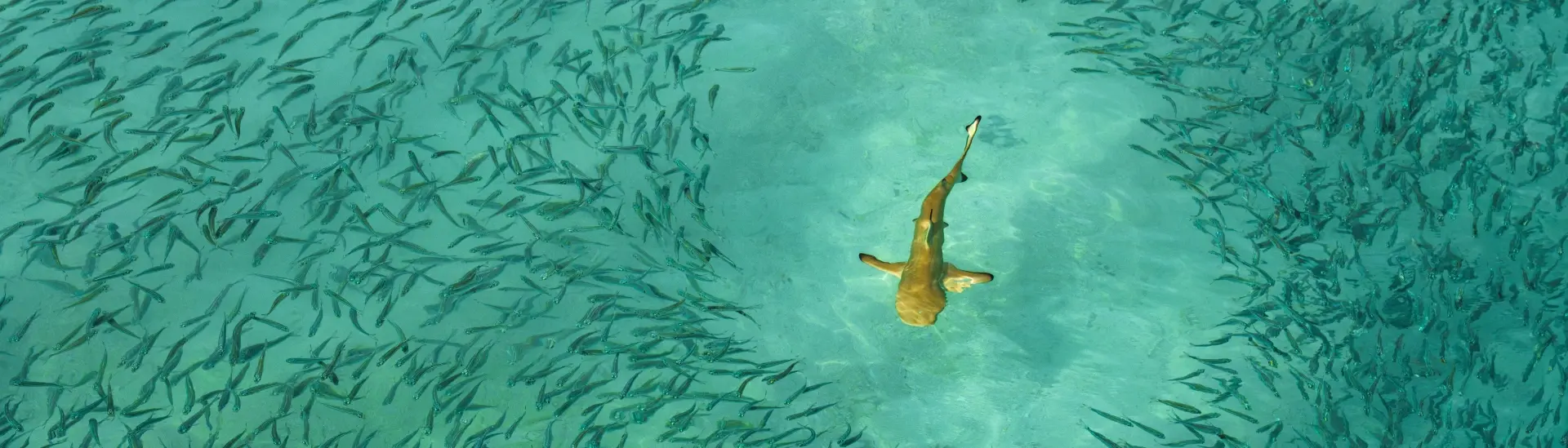 Black-tip reef shark in the Maldives