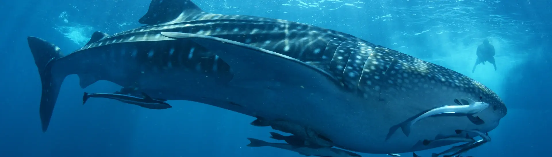 Whale shark in the Maldives