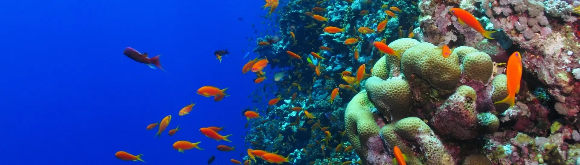 Diver swimming towards a coral reef with anthias, in Oman.